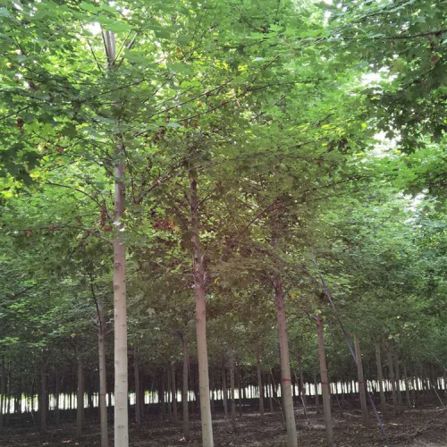 美国红枫 美国红枫苗 美国红枫厂家