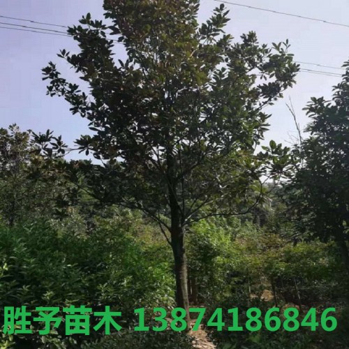 广玉兰价格 广玉兰树价格 10-30公分广玉兰