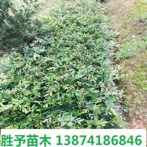 中华蚊母小苗价格 蚊母小苗价格 中华蚊母价格 小叶蚊母