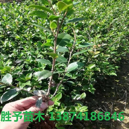 茶梅小苗价格 茶梅小苗 茶梅价格