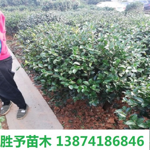 茶梅球  茶梅球价格 茶梅价格