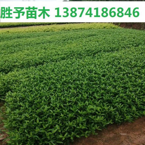 小叶栀子小苗价格 小叶栀子花小苗 小叶栀子价格