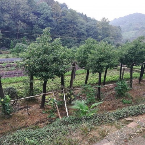 香樟树价格 10-12-15-18-20-25-30公分香樟