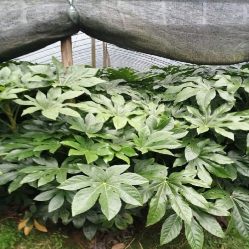 八角金盘小苗价格 八角金盘价格  八角金盘 八角金盘杯苗