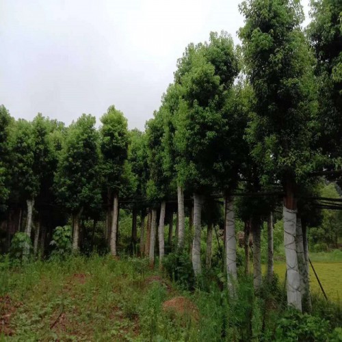 香樟树价格 10-12-15-18-20-25-30公分香樟