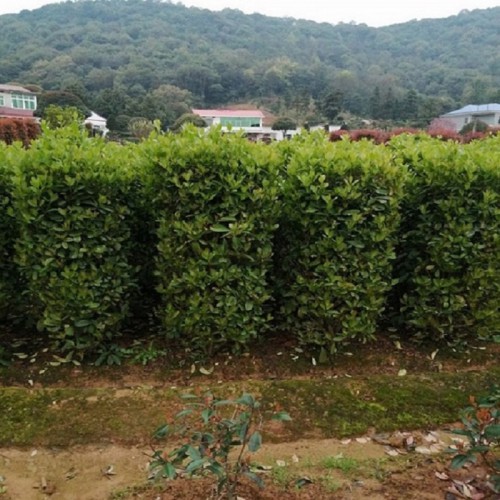 法国冬青柱价格 法国冬青价格 冬青柱价格 珊瑚柱价格