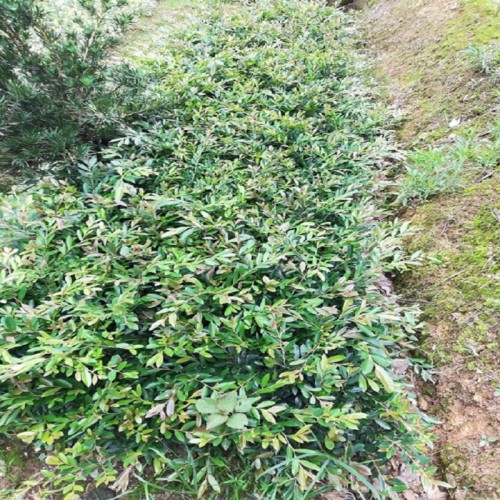 中华蚊母小苗价格 蚊母小苗价格 中华蚊母价格 小叶蚊母