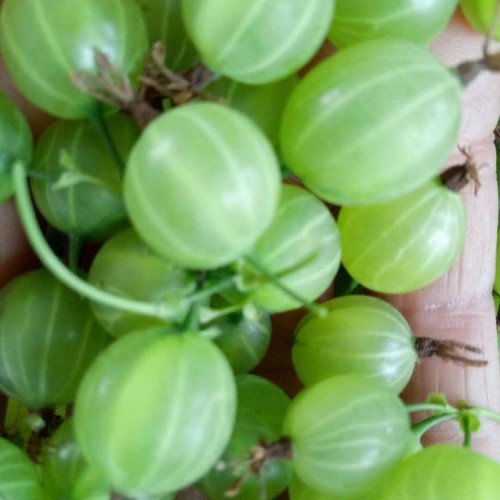 灯笼果树苗 灯笼苗