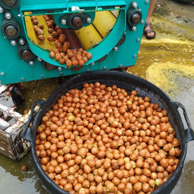 剥皮清洗机 青核桃专用脱皮机 大产量核桃剥壳机