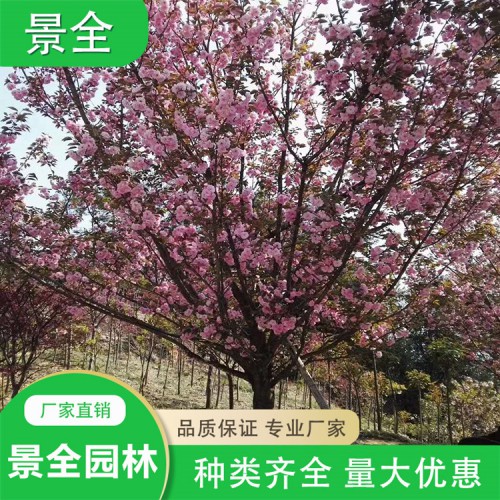 樱花价格 8-12公分樱花 樱花批发