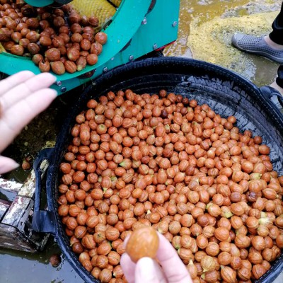 剥青核桃机 新型核桃剥皮机 青皮核桃去皮机