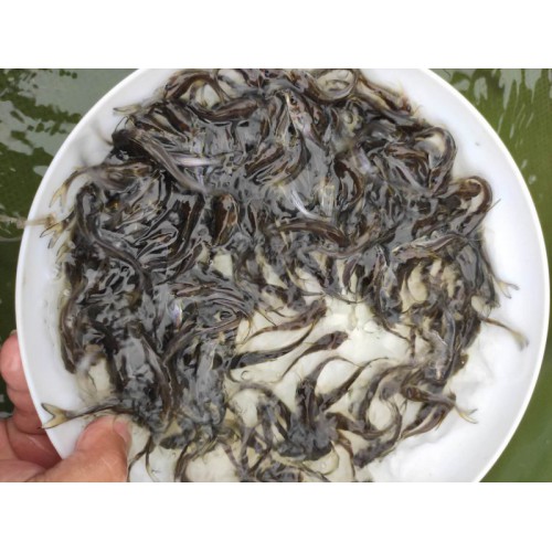 西江钳鱼苗 剑鱼苗 厂家出售