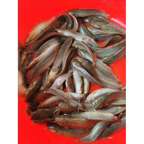 本地塘鲺鱼苗 杂交塘鲺鱼苗 三黄塘鲺鱼苗