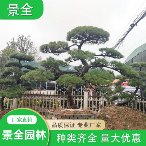 造型黑松 黑松价格  黑松盆景