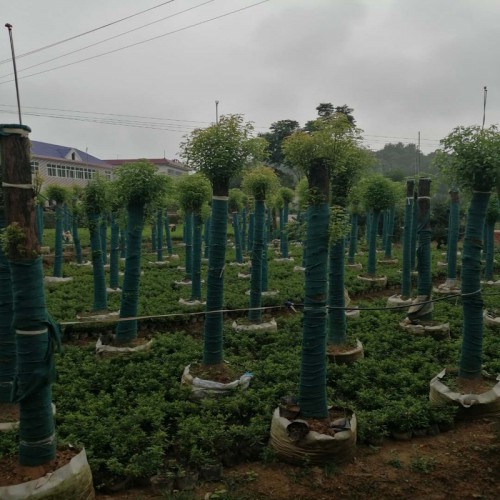 香樟树价格 香樟 10-30公分香樟树