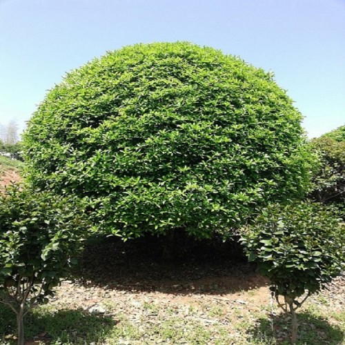 桂花树价格 丹桂 金桂 八月桂 四季桂 丛生桂花 月月桂