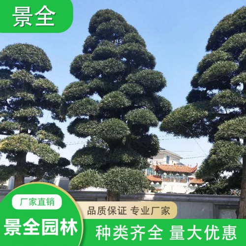 造型罗汉松桩景  罗汉松价格  罗汉松盆景