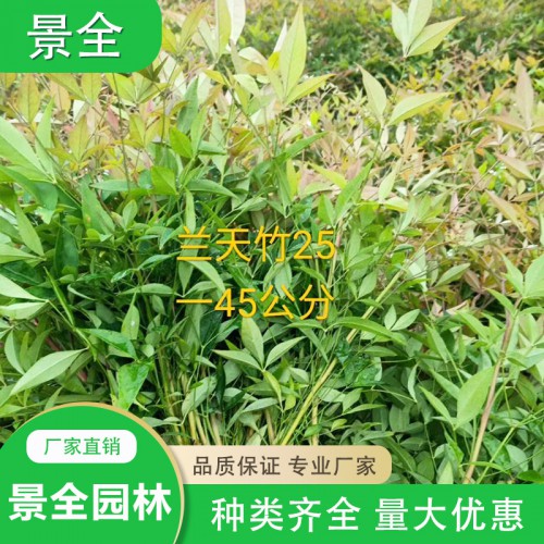 大量供应南天竹小苗  南天竹小苗价格  基地批发