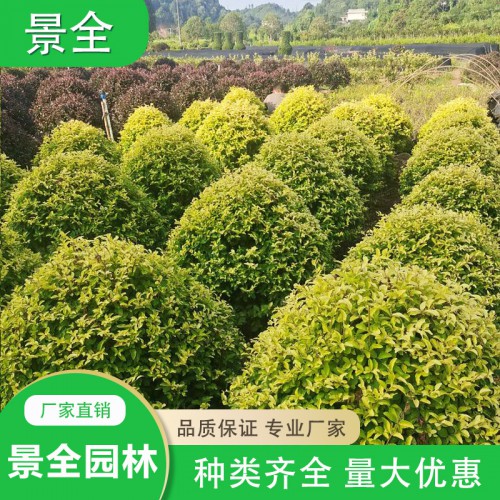 80-100公分金冠女贞球 金冠女贞球批发