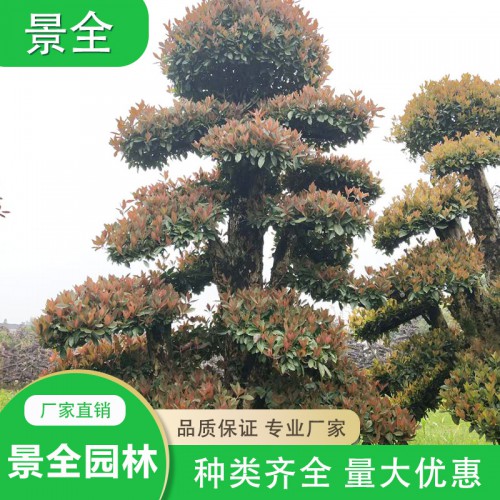 湖南造型椤木石楠 椤木石楠价格 绿化苗木