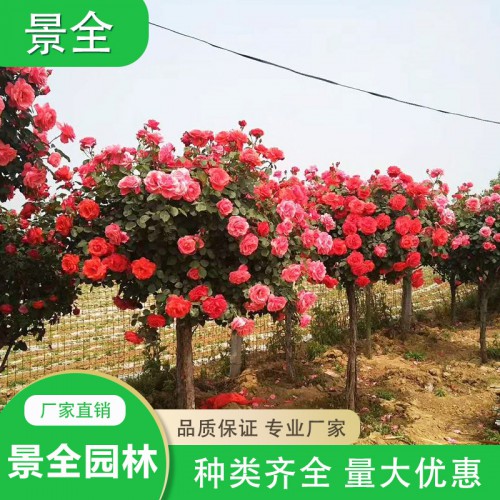 高杆月季 月季价格 小花月季  月季球 丰花月季