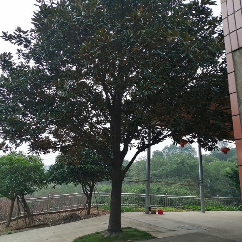 广玉兰 广玉兰价格 广玉兰树 广玉兰树价格