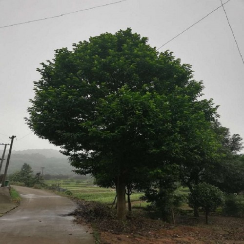 乐昌含笑价格 景叶白兰 乐昌含笑树