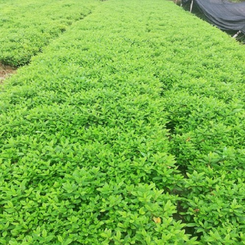 春鹃价格 春鹃小苗价格 杜鹃小苗 毛鹃小苗