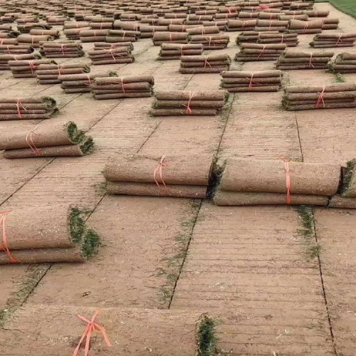 草皮价格 草坪草卷价格 马尼拉草皮价格 混播草坪价格