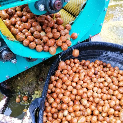 青皮核桃去皮机 青核桃剥皮机 小型核桃脱青皮机