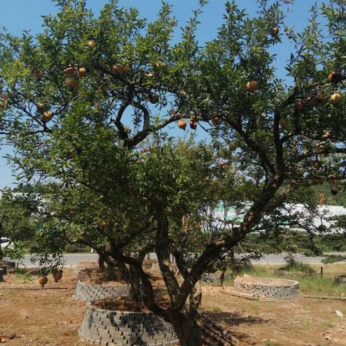 果石榴价格 石榴桩景 果石榴盆景 果石榴桩