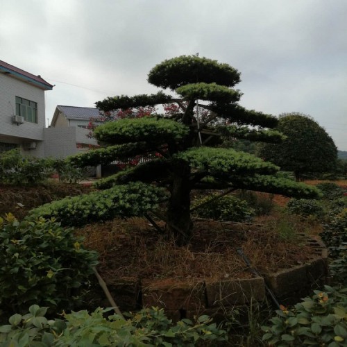 罗汉松桩价格 造型罗汉松 罗汉松桩景 罗汉松盆景