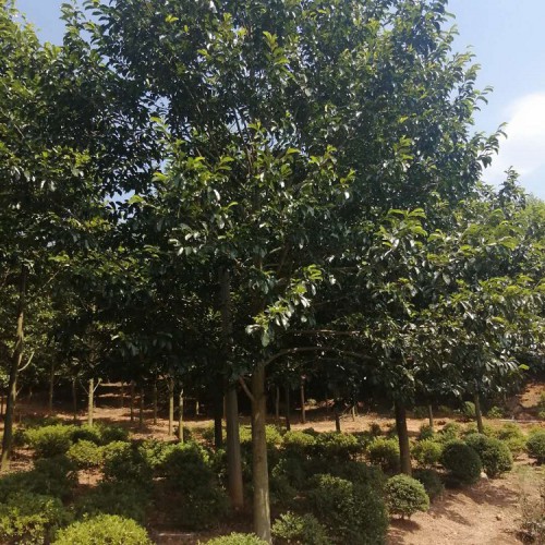 乐昌含笑价格 景叶白兰 乐昌含笑树