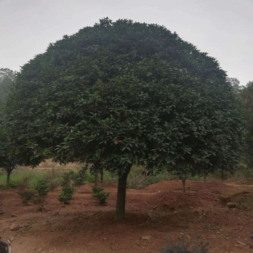 金桂价格  桂花树