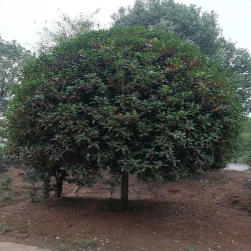 丹桂价格 15-16-17-18公分桂花树价格