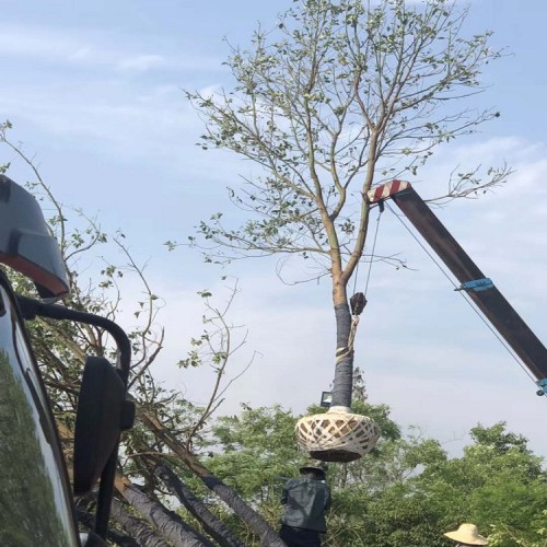 【胜予】现货供应香樟价格  工程绿化苗木10-30公分香樟树