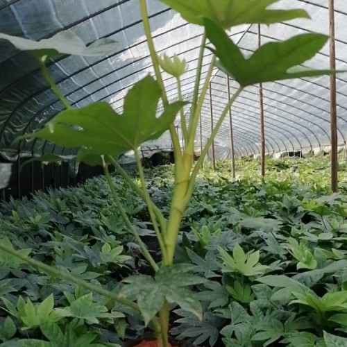 【胜予】大量供应八角金盘小苗价格 基地直销八角金盘价格