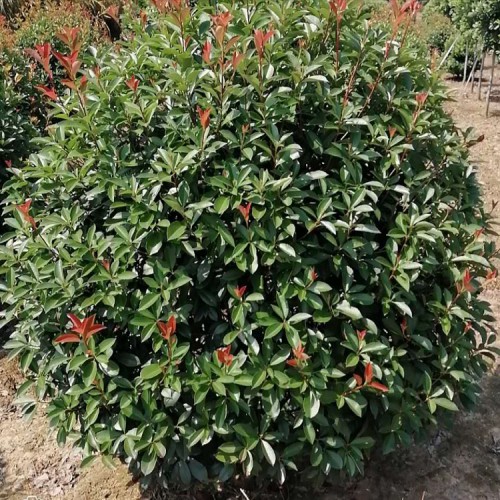 【胜予】工程绿化苗木红叶石楠球 红叶石楠球价格