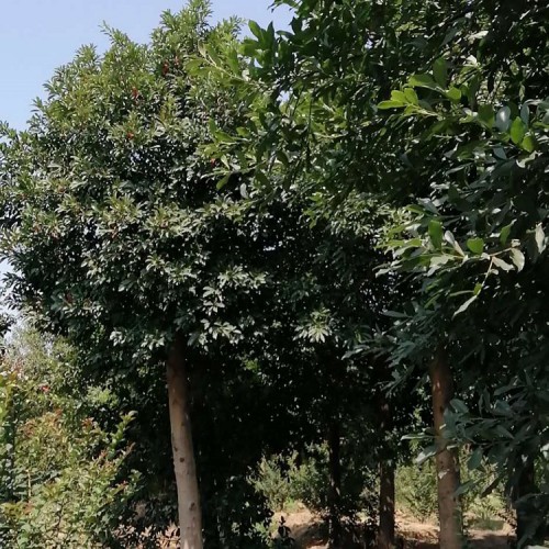 【胜予苗木】现货供应杜英价格 基地直销8-20公分杜英树