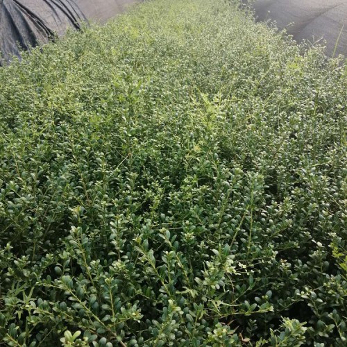 【胜予苗木】大量供应龟甲冬青小苗价格 基地直销龟甲冬青价格