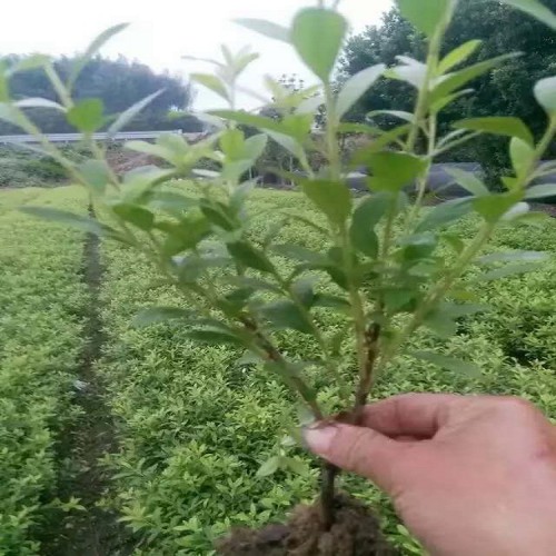 【胜予苗木】大量供应春鹃价格 春鹃小苗价格