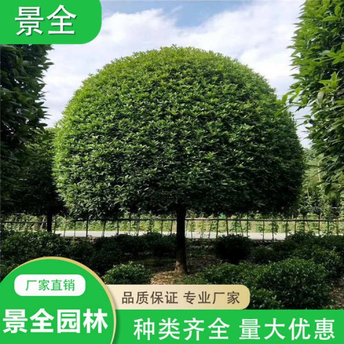 桂花价格 8-12公分桂花树  丛生桂花树  四季常青