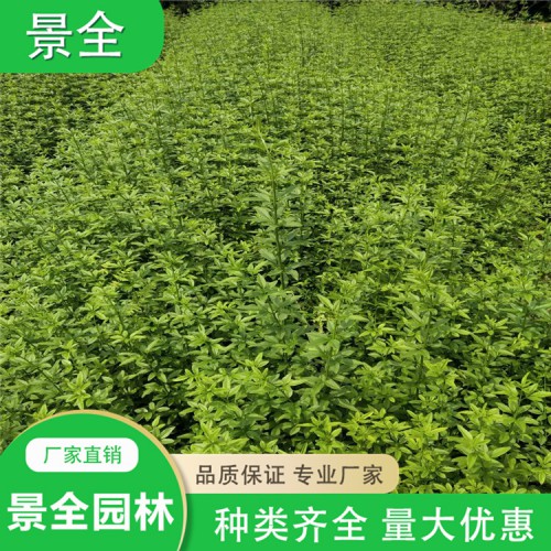 迎春价格  迎春小苗 云南黄馨 云南黄素磬批发