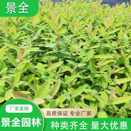 基地供应金丝桃小苗  金丝桃价格 金丝桃球