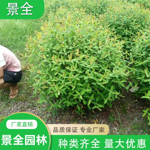 金丝桃 金丝桃小苗 金丝桃球批发