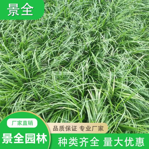 麦冬草价格 金边麦冬草 小叶麦冬草批发