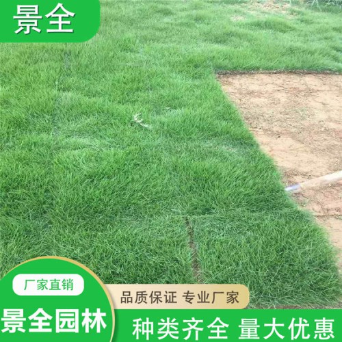 马尼拉草坪 百慕大混播草卷 果岭草草皮