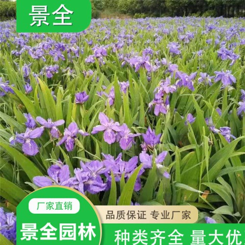 蓝花鸢尾 鸢尾价格 水生鸢尾  量大优惠