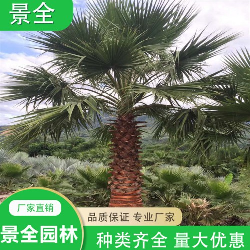 苏铁 铁树价格 海枣 蒲葵