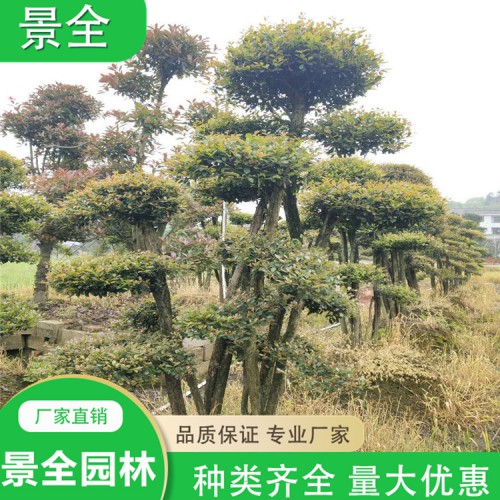 基地直销造型赤楠 造型赤楠桩价格  小叶赤楠桩景